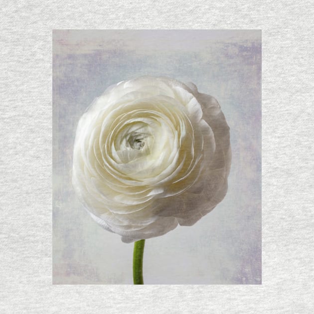 Soft Pastel White Ranunculus Flower by photogarry